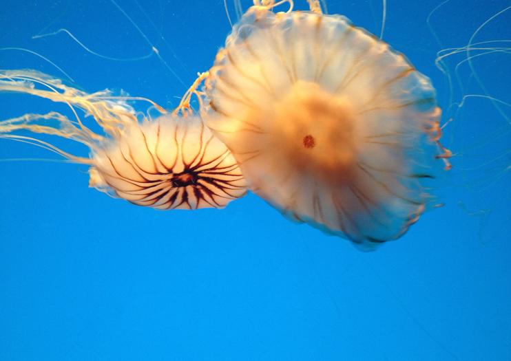 Audubon Aquarium of the Americas